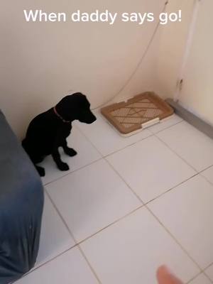 A post by @matildablacklab on TikTok caption: #fyp #blacklabrador #dog #doglover #dogsofttiktok #doggo Dad tells me to wait. 