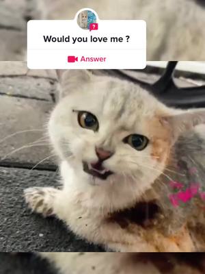 A post by @catcute450 on TikTok caption: #answer to @catcute450