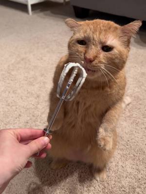 A post by @mrwillisthecat on TikTok caption: Yum 😋 #adoptdontshop 