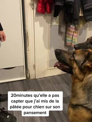 A post by @chienlaya on TikTok caption: J’en peux plus, elle comprend pas pourquoi ils sont à fond sur son doigt 🤣🤣 #bobo #chien #humour 