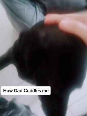 A post by @matildablacklab on TikTok caption: #doggo #dogsofttiktok #CelebrateTogether #doglover #doglover #dog #blacklabrador #fyp Morning dad can i get a cuddle