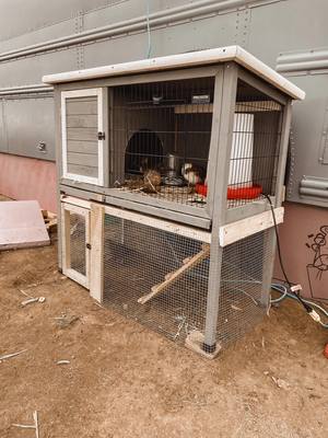 A post by @askoolienamedwest on TikTok caption: Box reveal !!! We got quail !! We officially are on our way to fulltime homesteading !  • #skoolieconversion #buslife #homestead #homesteading #skooliehomestead #farmlife #startifsomethingnew 