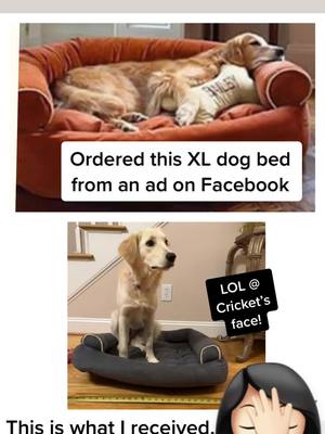 A post by @cortaysee on TikTok caption: #hilariouslyfunny #dogbed #scammers  #buyerbeware  #facepalm #Cricket #halfbordercollie #halfgoldenretriever #coltriever 