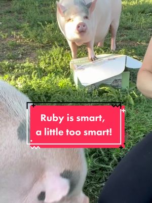 A post by @poshlittleoinklets on TikTok caption: Instead of trying to earn treats like Ollie, Ruby just waits for the right moment to grab the whole bag. #minipig #smartpet #oinkboxes 