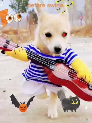 A post by @mmmww86 on TikTok caption: A dog in clothes plays the piano.#dog #Dog #pet #mengsedih #tiktok #hot 