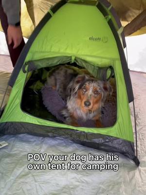 A post by @moose_the_miniaussie on TikTok caption: not spoiled at all #camping #dogsoftiktok #aussie #tentcamping #dogtok #fy #fyp #foryou #foryoupage