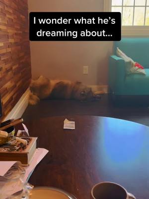 A post by @tkthefluff on TikTok caption: I wonder what he’s dreaming about…  #tikaani #naid #wolfdog #sleepingdog 