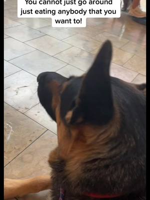 A post by @barnum_the_talking_dog on TikTok caption: First time in the mall and no one got eaten!!  😂 #gsd #funny #dog #fyp #foryou #viral 