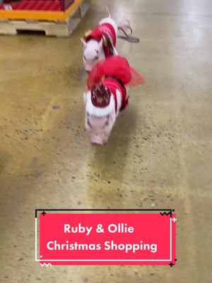 A post by @poshlittleoinklets on TikTok caption: Shopping for their Christmas bed! #minipig