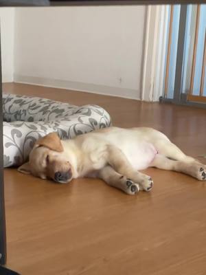 A post by @keylathelabrador on TikTok caption: Sweet dreams 🤍😅#puppylove#viral#fyp#labrador#puppytiktok#puppydreaming#wuff#babydoggy#labretriver#thissound #dogsoftiktok 