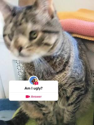 A post by @tiktokdog0016 on TikTok caption: #question from @tiktokdog0016 #pet #foryou #cat