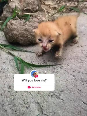 A post by @tiktokdog0016 on TikTok caption: #question from @tiktokdog0016 #cat #foryou