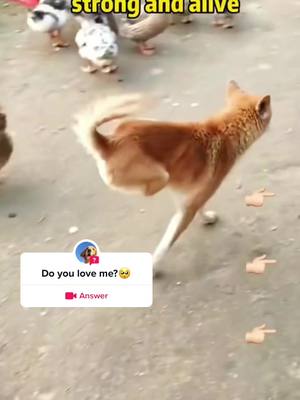 A post by @tiktokdog0016 on TikTok caption: #question from @tiktokdog0016 #pet #dogs #poordog