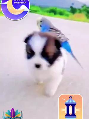 A post by @mmmww86 on TikTok caption: The dog walks with the bird on his back.#dog #tk #dog 