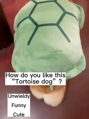 A post by @zkzkdogg.1 on TikTok caption: Do you have such a cute “Tortoise dog”?#cute #dogsoftiktok #dog #puppy #doglover 