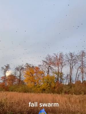 A post by @randyg376 on TikTok caption: crazy amount of birds