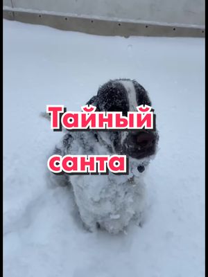 A post by @bling.dog.house on TikTok caption: Ждете новый год? #bling_dog_house #blingdoghouse 