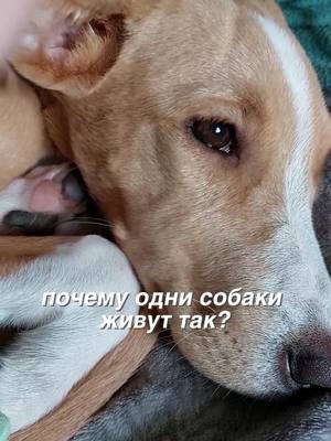 A post by @aaa_dogs_band on TikTok caption: ( #воскдлялап #грустно #собака #wow_dogs_house_ #хауссобак #хаус #Арчи #акитаину #идеидляхаусассобаками