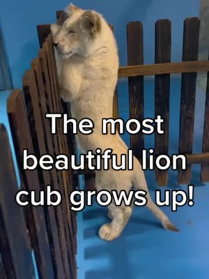 A post by @animalloverrr00 on TikTok caption: Yesss she’s the girl with long eyelashes😍😍😍 #lion #bigcat #wildanimals #animals #zookeeper #cute #funny #viral 