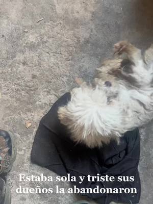 A post by @abrahamazul on TikTok caption: #rescateanimal #abandonada #nuevohogar #feliz 