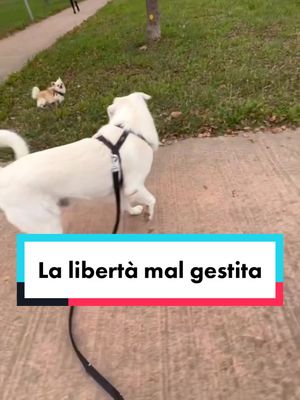 A post by @giorgiaeathos on TikTok caption: Succede anche a te?