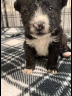 A post by @felinecuterescuer on TikTok caption: Ruby and her 7 puppies! #foster #fosterpups #fosterdog #mamadog #cute #rescue #tiktok #fyp #dog #puppies 