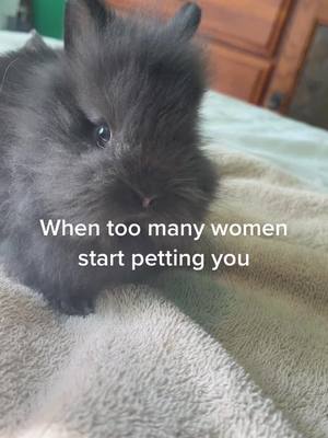 A post by @mexicanmillerr on TikTok caption: No touchy #bunny #cute #fyp #stick 