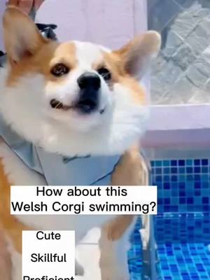 A post by @zkzkdogg.1 on TikTok caption: How about your dogs swimming? Share#dog #dogsoftiktok #doglover #dogcute #funny 