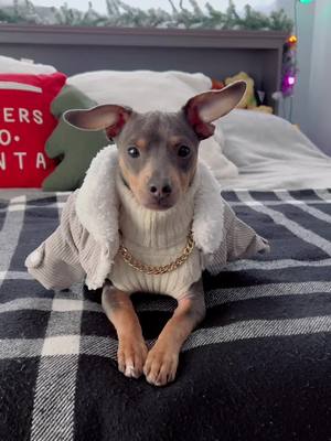 A post by @stitchthechiweenie__ on TikTok caption: #stitchthechiweenie 