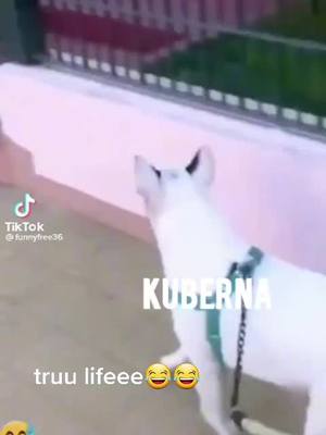 A post by @zyziop on TikTok caption: @WZG.Karol Piotr Kuberna ty weś .. daj im luzu święta idą 😂😂😂😂 #kuberna #wzg #aktywistki #pomyśl #ludziemyślący  #dc #foryou #dlaciebie 