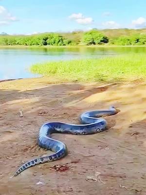 A post by @animalseatingfast13.0 on TikTok caption: By Godoi02 (Tk Tk) #snake #animals