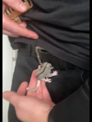 A post by @lazvil on TikTok caption: #sugarglider 