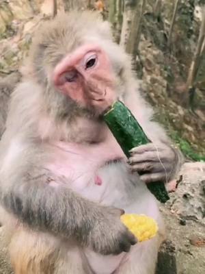 A post by @monkey3seconds on TikTok caption: #monkeybaby #funnymonkey #monkey