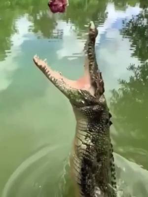 A post by @zuiaibaobei on TikTok caption: #tiktok  #crocodile #wildlife 