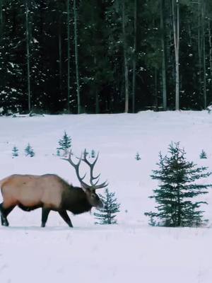 A post by @topcoolfun on TikTok caption: #deer #christmas #winter #wildlife #fyp #mountain 