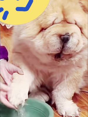 A post by @topcoolfun on TikTok caption: Do you do this to your dog after coming home? #dogsoftiktok #washpaw #washhands #dogsoftiktokviral #winter #fyp 