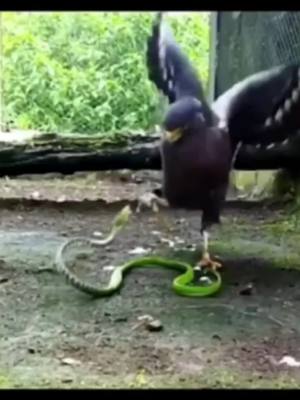 A post by @zuiaibaobei on TikTok caption: #tiktok  #wildlife  #snake  #eagle 