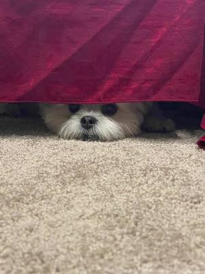 A post by @kyleyamadacomedy on TikTok caption: “Somebody’s watchin’ me!” #fyp #puppytiktok #puppiesoftiktok #puppylife 