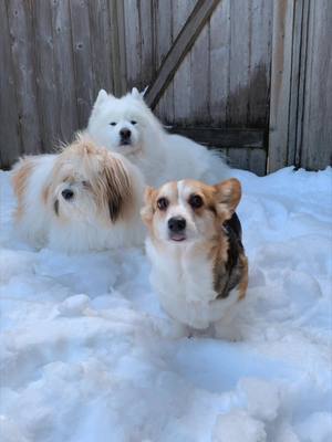 A post by @lokiandfriends on TikTok caption: Our foster dog Queenie’s first time in the snow! Bear and Momo tried teaching her how to play in it 😛 #corgi #dogs #dogsoftiktok #samoyed