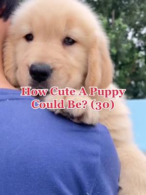 A post by @petpal_uk on TikTok caption: How Cute A Puppy Could Be? (30) #tiktok #foryou #dogsoftiktok #goldenretriever 