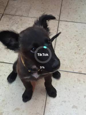 A post by @pablosemilio on TikTok caption: #dogsoftiktok 