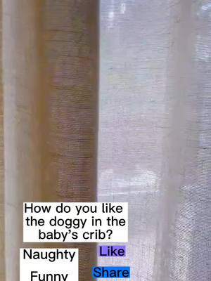 A post by @zkzkdogg.1 on TikTok caption: A different “baby” in my baby’s crib.#dog #dogsoftiktok #dogs #doglover #funny #funnyvideos 