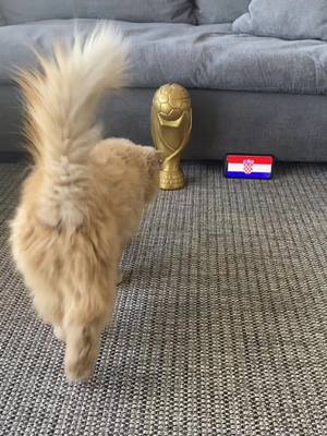 A post by @catnation.mx on TikTok caption: Eliot siempre predice bien #gato #mundial #prediccion #argentina #croacia #qatar2022 