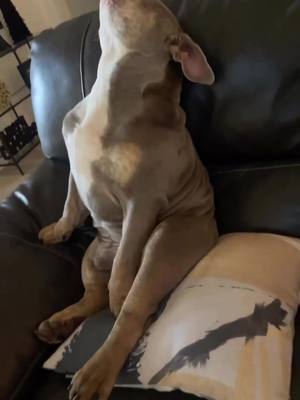 A post by @mrbluthebulldog on TikTok caption: 💤