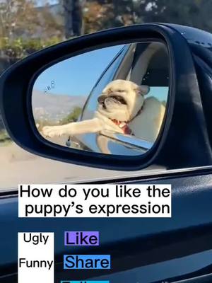 A post by @zkzkdogg.1 on TikTok caption: You can make your puppies enjoy the “natural wind” like this puppy.#dog #dogsoftiktok #doglover #cutedog #funny #funnyvideos 