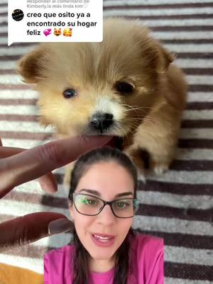 A post by @sabina.sinr on TikTok caption: Respuesta a @Kimberly.la más linda kim♡ #greenscreen te extrañamos osito💗🐻 #adoptar #transito #perritos 