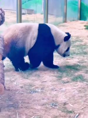 A post by @namecute12 on TikTok caption: What is Xiong Bao doing# The national treasure is worthy of being the national treasure # Gorgeous giant panda # Mascot # Dumb and cute