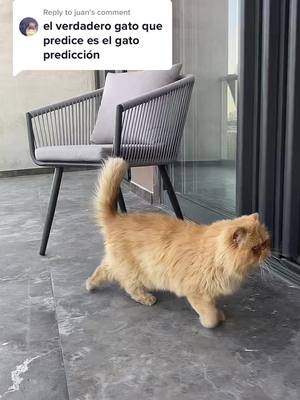 A post by @catnation.mx on TikTok caption: Replying to @juan El michi que siempre acierta #qatar2022 #prediccion #franciamarruecos #gato #michi #mundial 