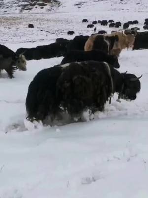 A post by @zuiaibaobei on TikTok caption: #tiktok  #wildlife  #Wild yak #animal 