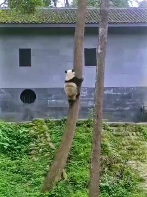 A post by @zuiaibaobei on TikTok caption: King Fu Panda #tiktok  #animal  #panda